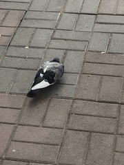 Columba livia domestica
