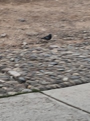 Columba livia domestica