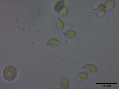 Pseudobaeospora