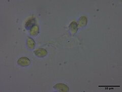 Pseudobaeospora