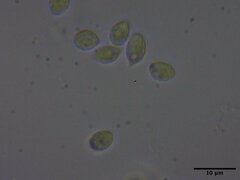 Pseudobaeospora