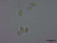 Pseudobaeospora