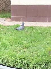 Columba livia domestica