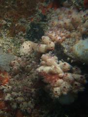 Stolonica australis