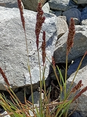 Trisetum spicatum