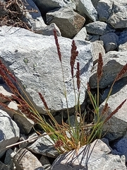 Trisetum spicatum