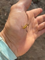 Spaminta minjerribae