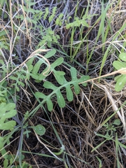 Pholistoma membranaceum