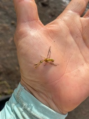 Spaminta minjerribae