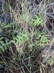 Pholistoma membranaceum