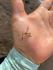 Spaminta minjerribae