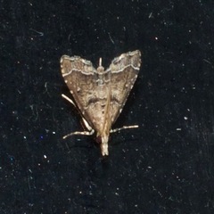 Diplopseustis perieresalis