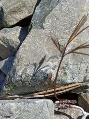 Anisotome filifolia