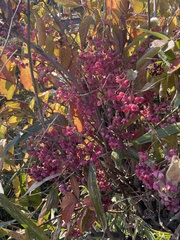 Euonymus hamiltonianus sieboldianus