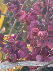 Euonymus hamiltonianus sieboldianus