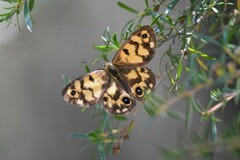 Heteronympha cordace