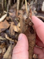 Phylloxera caryaevenae
