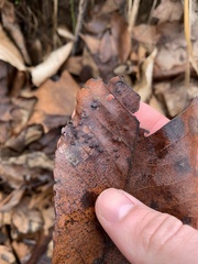 Phylloxera caryaevenae