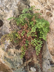 Adiantum aethiopicum
