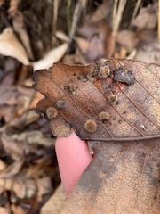Phylloxera caryaevenae
