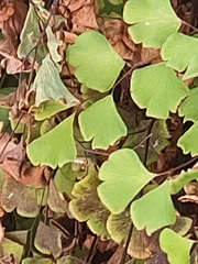 Adiantum aethiopicum