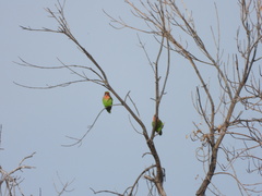 Agapornis roseicollis