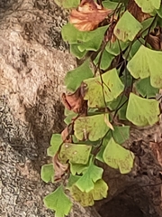 Adiantum aethiopicum