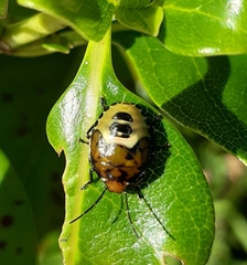 Glaucias amyoti