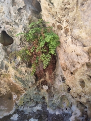 Adiantum aethiopicum