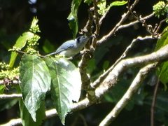 Polioptila