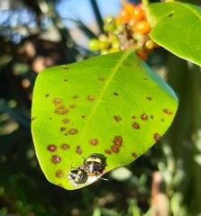 Glaucias amyoti