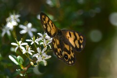 Heteronympha cordace