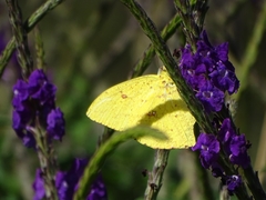 Phoebis neocypris