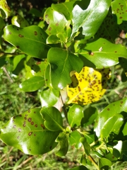 Glaucias amyoti