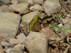 Hermeuptychia harmonia