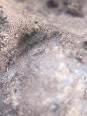Entomobrya unostrigata