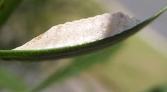 Orthodera