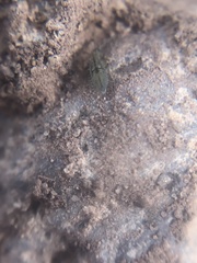 Entomobrya unostrigata