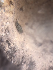 Entomobrya unostrigata