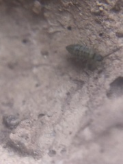 Entomobrya unostrigata