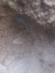 Entomobrya unostrigata