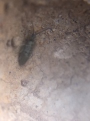 Entomobrya unostrigata