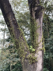 Pyrrosia adnascens