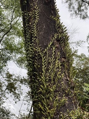 Pyrrosia adnascens