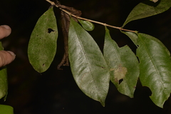 Baloghia inophylla