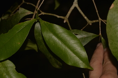 Baloghia inophylla