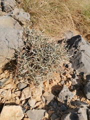Zilla spinosa