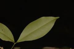 Baloghia inophylla