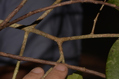 Baloghia inophylla