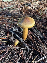 Cortinarius thiersii